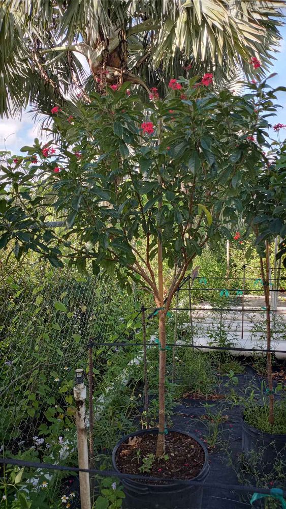 jatropha-nettlespurge