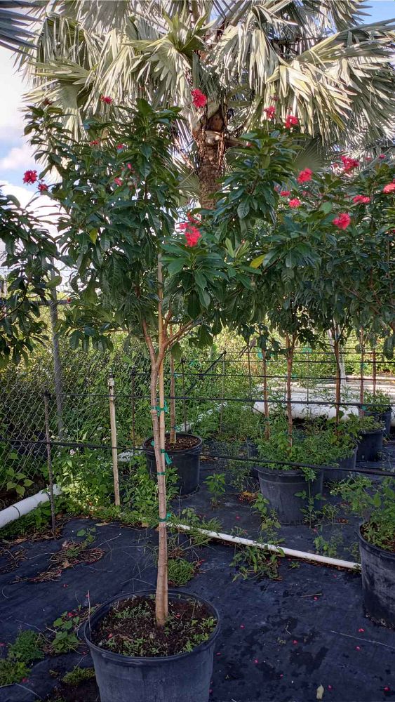 jatropha-nettlespurge