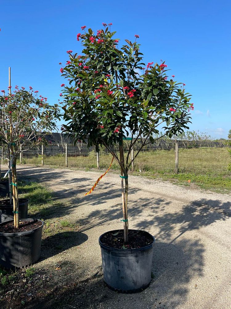 jatropha-nettlespurge