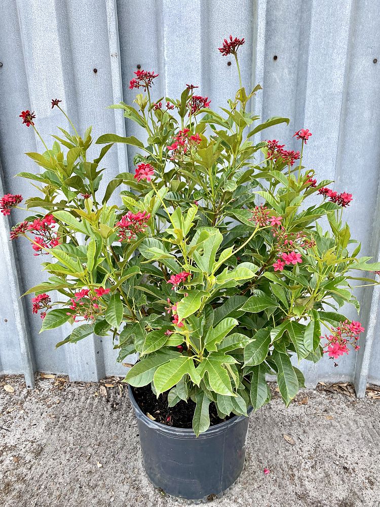 jatropha-nettlespurge