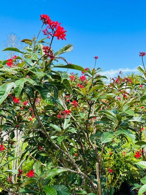 jatropha-nettlespurge