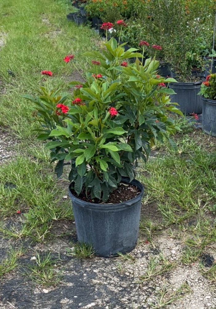 jatropha-nettlespurge
