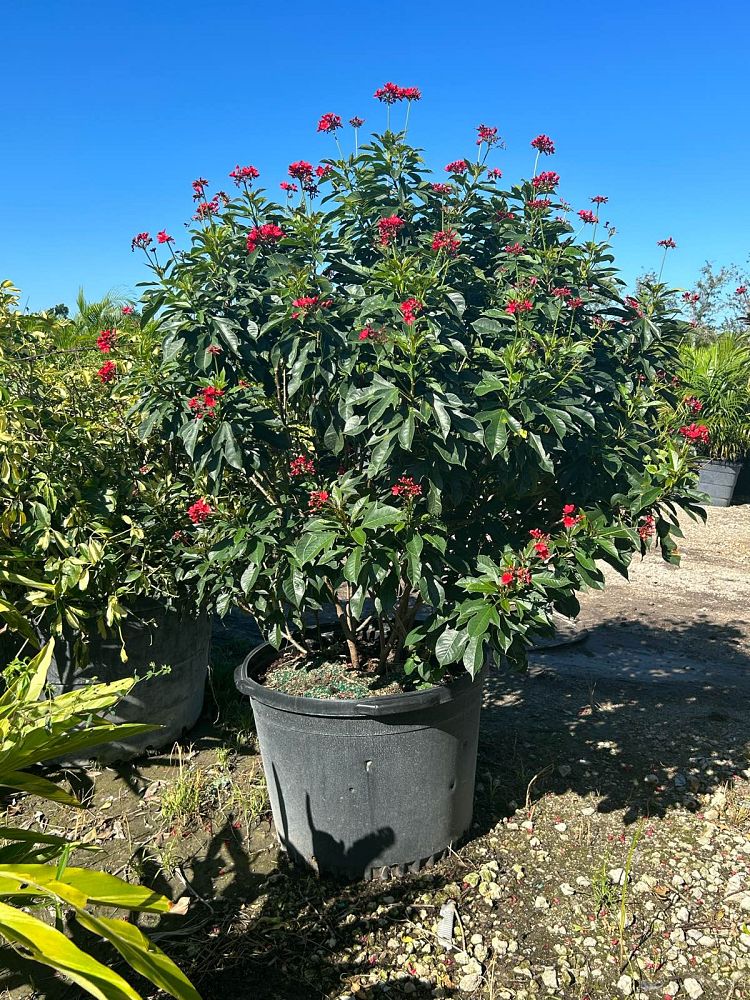 jatropha-nettlespurge