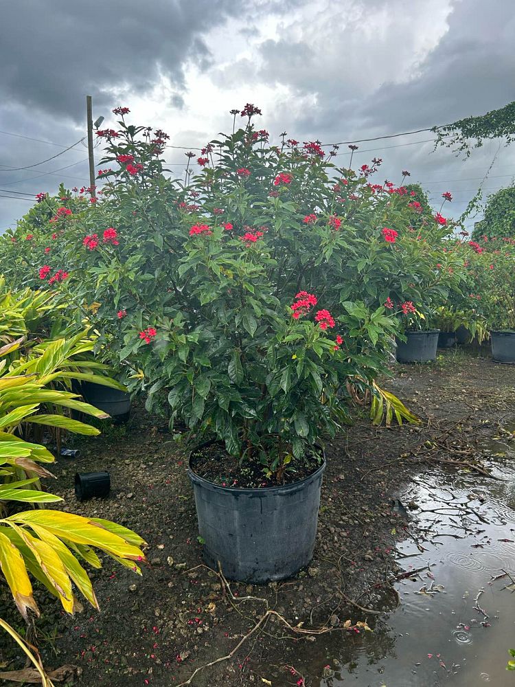 jatropha-nettlespurge