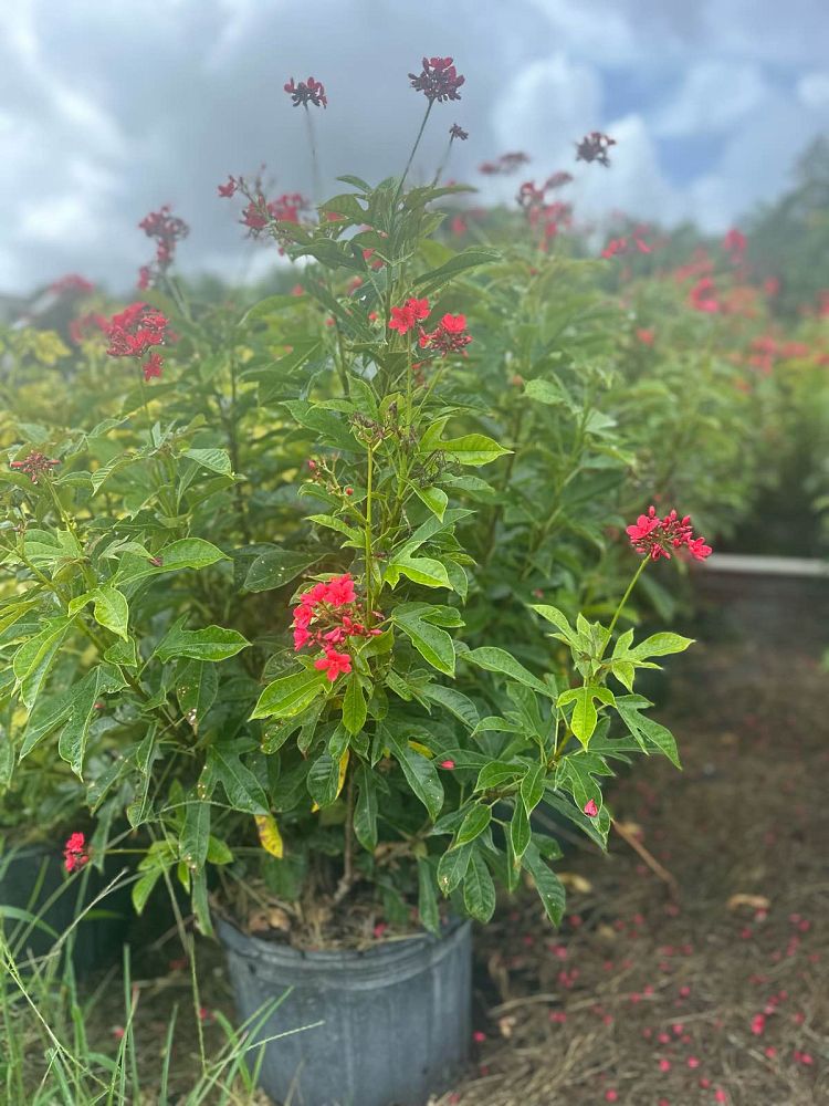 jatropha-nettlespurge