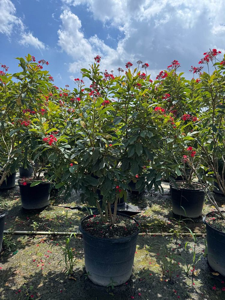 jatropha-nettlespurge