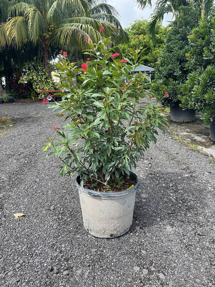 jatropha-nettlespurge