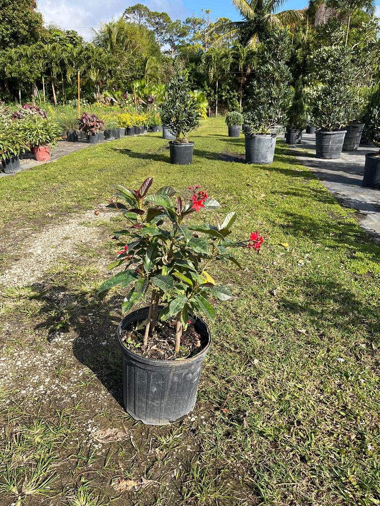 jatropha-nettlespurge