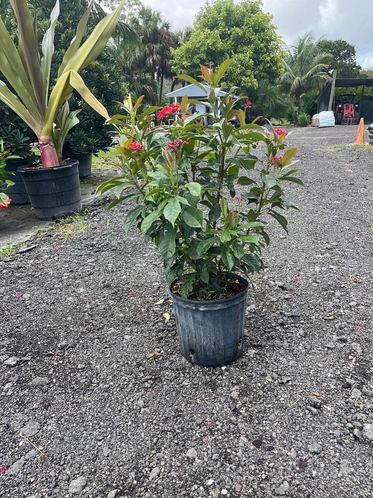jatropha-nettlespurge
