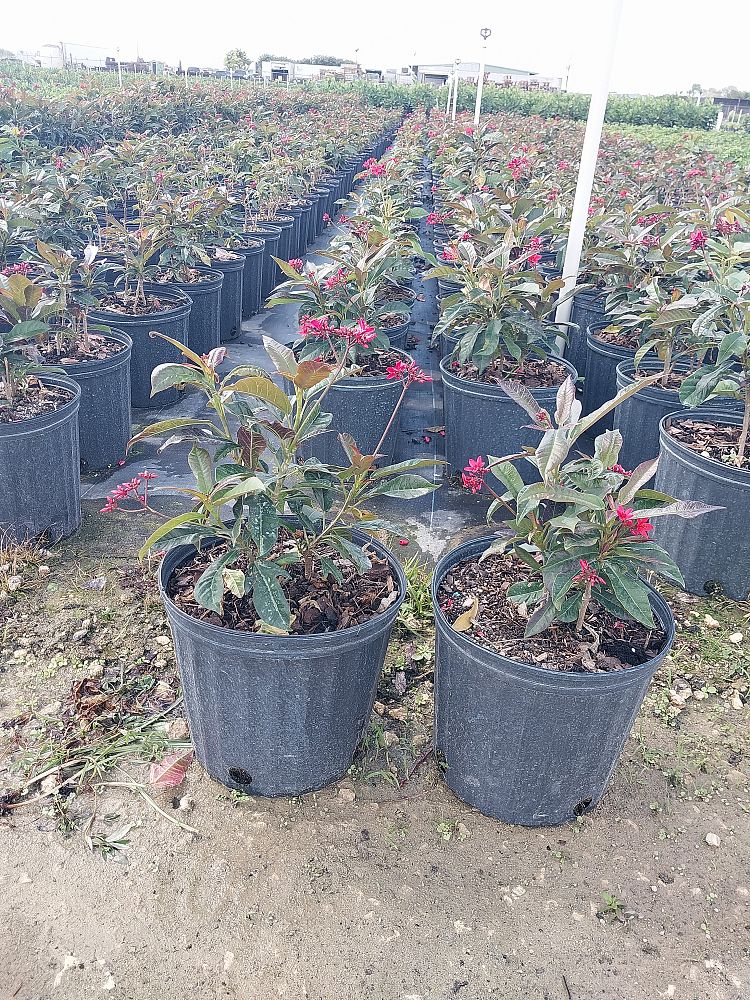 jatropha-nettlespurge