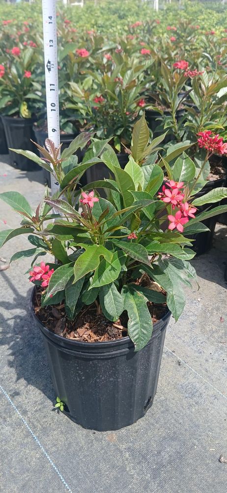 jatropha-nettlespurge