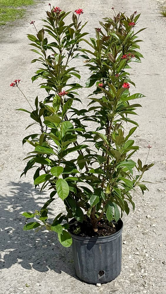 jatropha-nettlespurge
