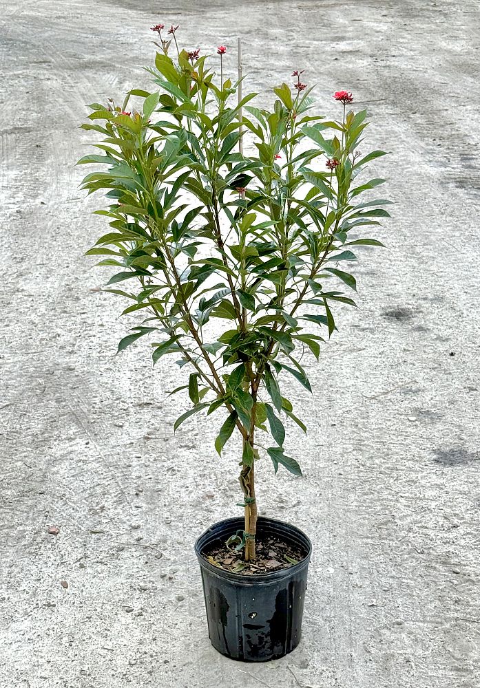 jatropha-nettlespurge