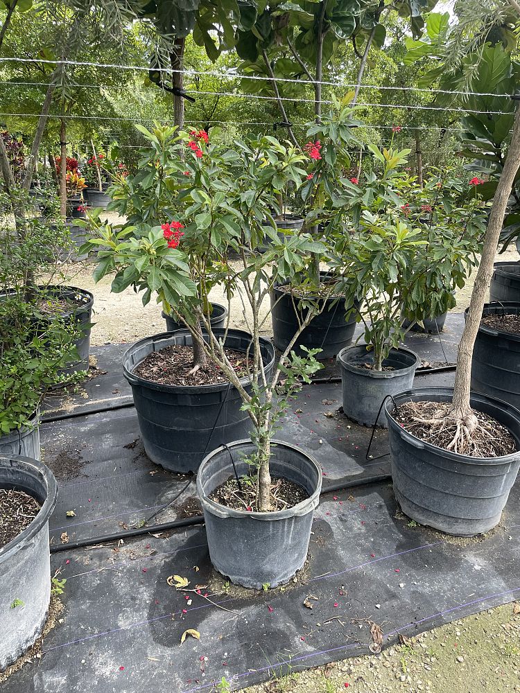 jatropha-nettlespurge