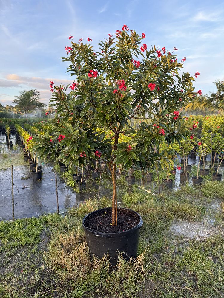 jatropha-nettlespurge