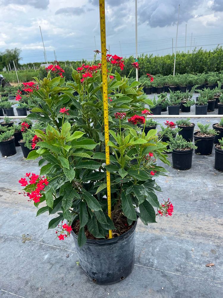 jatropha-pandurifolia-fiddleleaf-jatropha