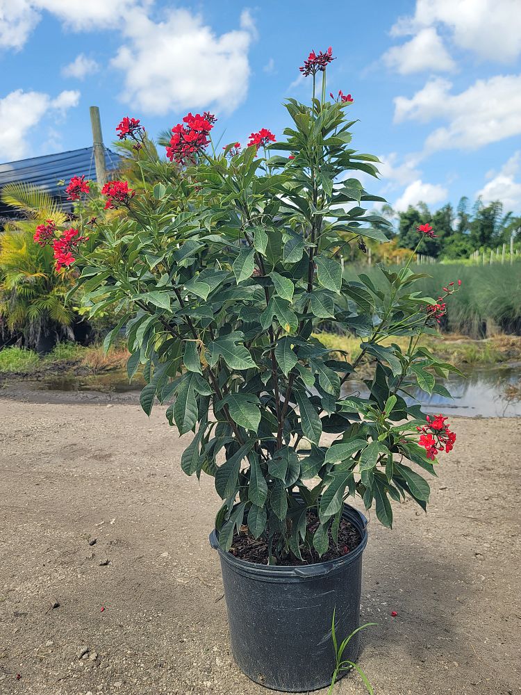 jatropha-pandurifolia-fiddleleaf-jatropha