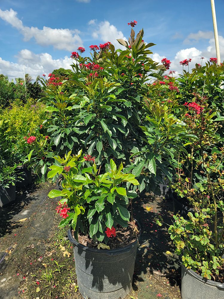 jatropha-pandurifolia-fiddleleaf-jatropha