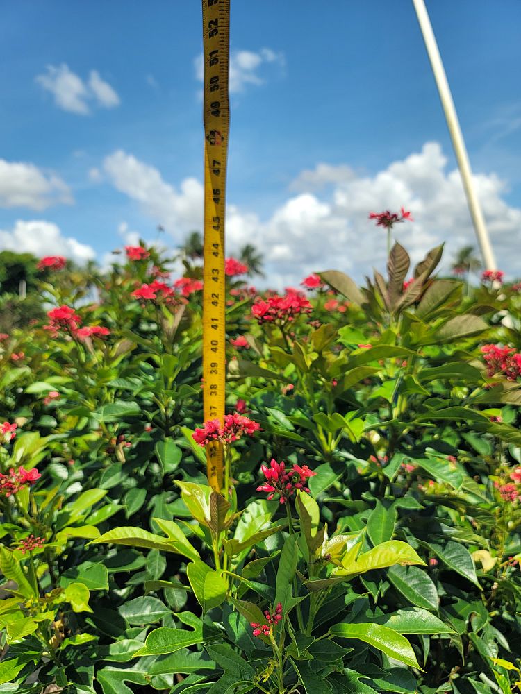 jatropha-pandurifolia-fiddleleaf-jatropha