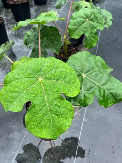 jatropha-podagrica-gout-plant