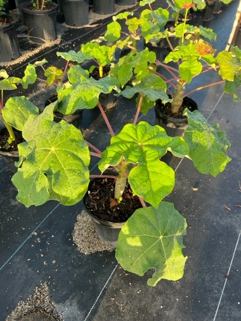 jatropha-podagrica-gout-plant