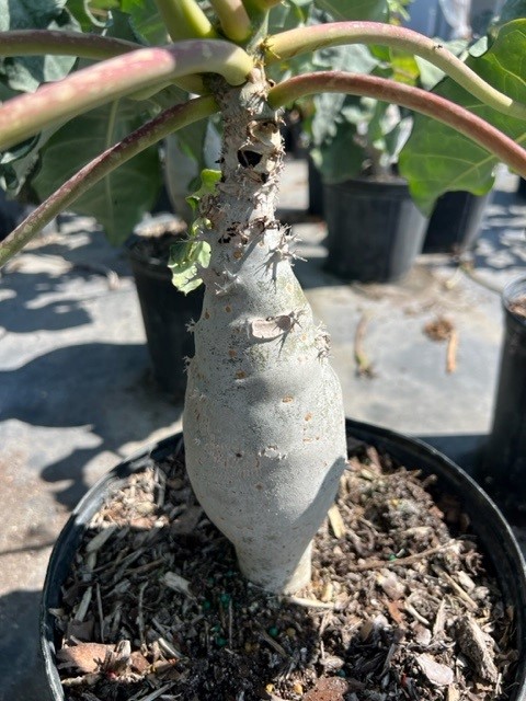 jatropha-podagrica-gout-plant