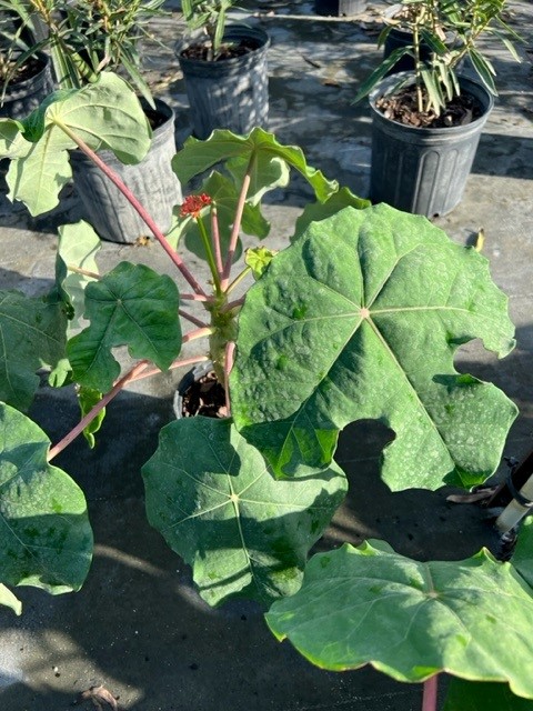jatropha-podagrica-gout-plant