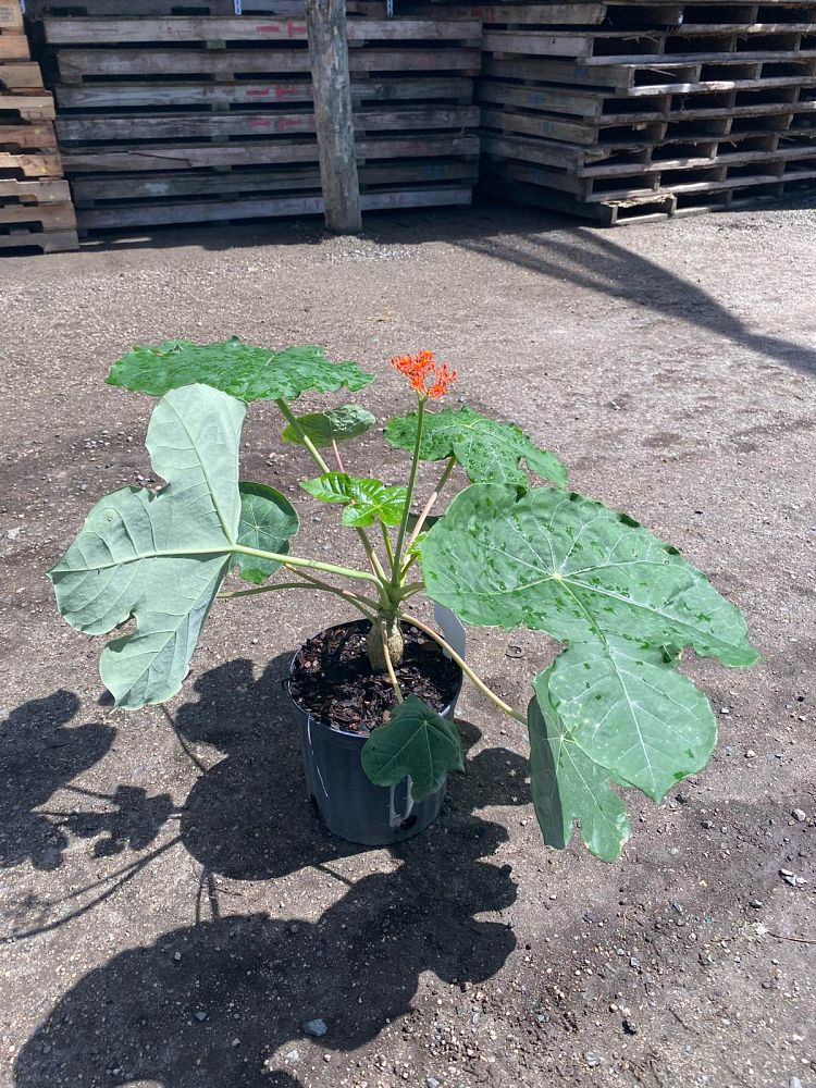 jatropha-podagrica-gout-plant