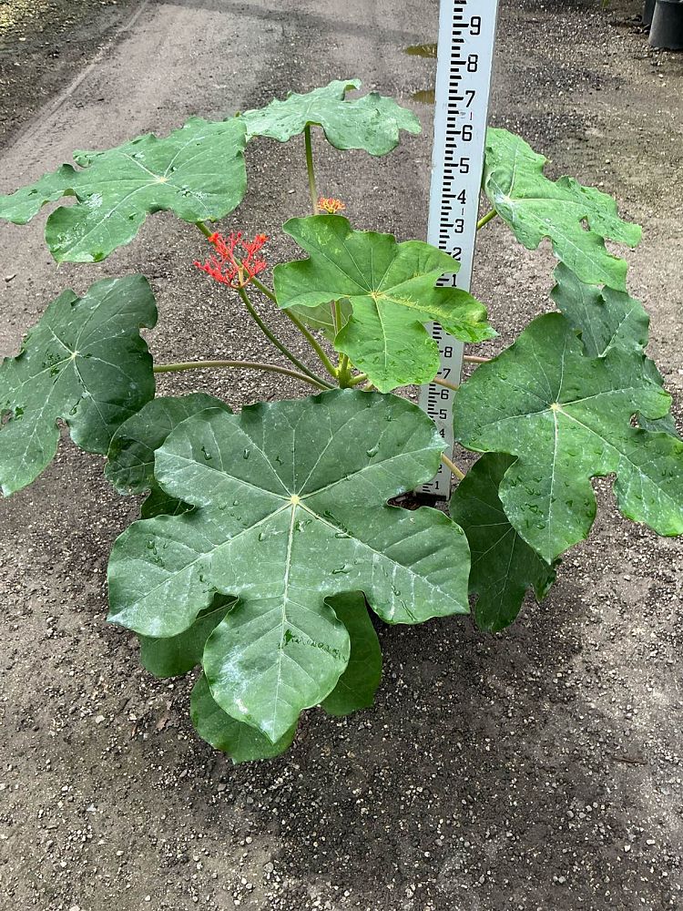 jatropha-podagrica-gout-plant