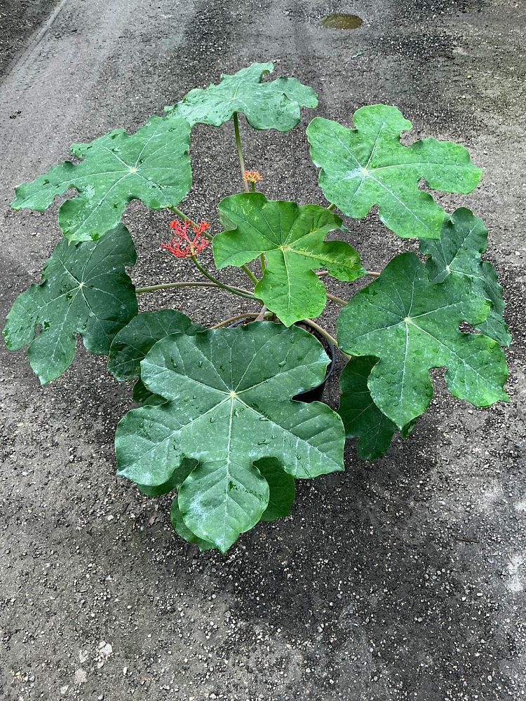 jatropha-podagrica-gout-plant