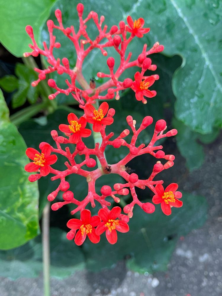 jatropha-podagrica-gout-plant