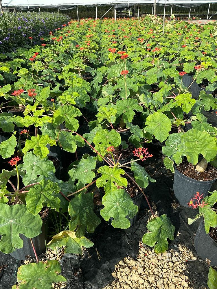 jatropha-podagrica-gout-plant