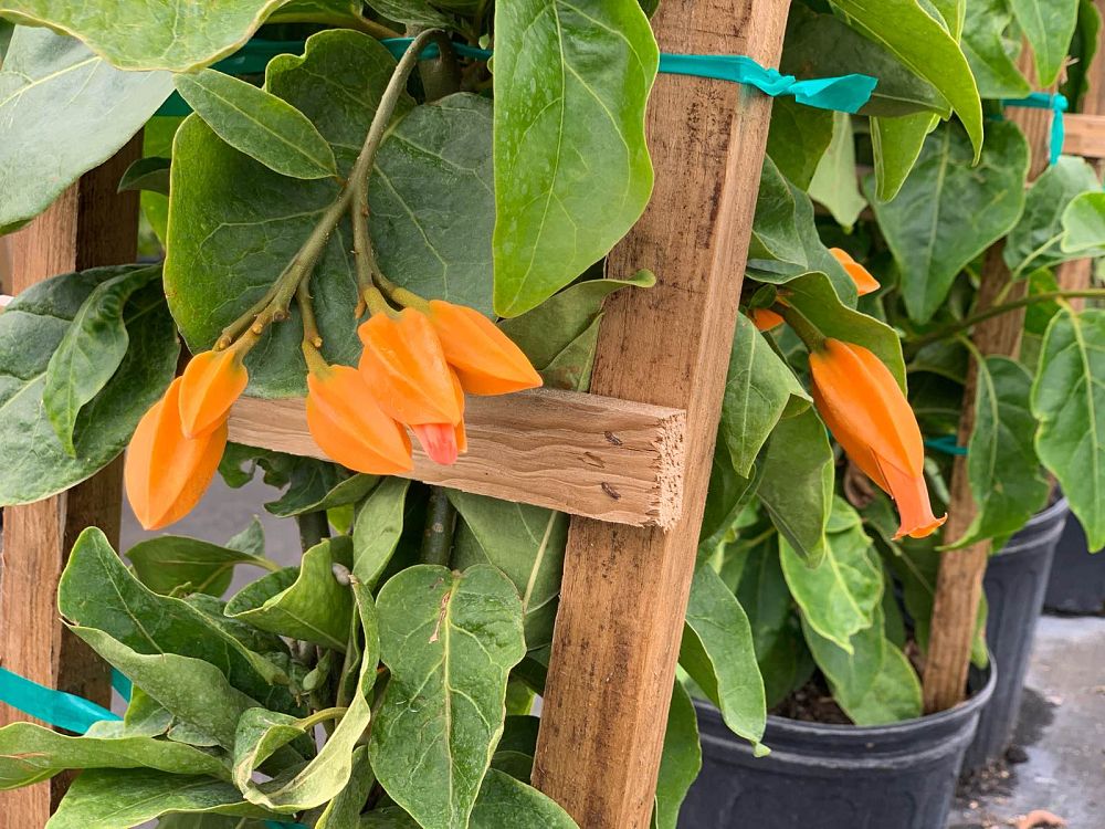 juanulloa-aurantiaca-gold-finger