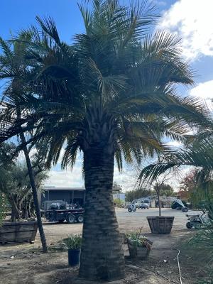 jubaea-chilensis-coquito-de-chile-chilean-wine-palm