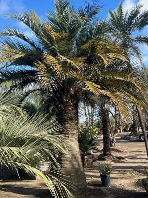 jubaea-chilensis-coquito-de-chile-chilean-wine-palm