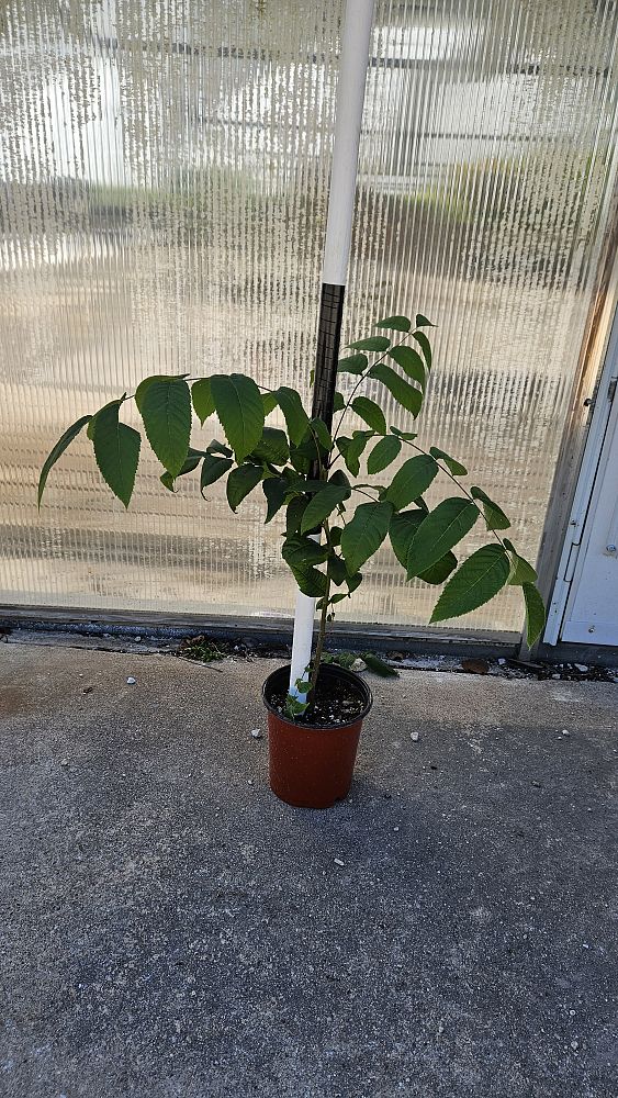 juglans-nigra-black-walnut