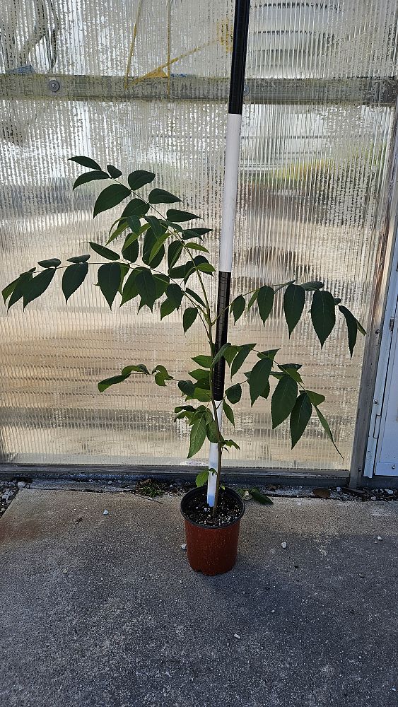 juglans-nigra-black-walnut