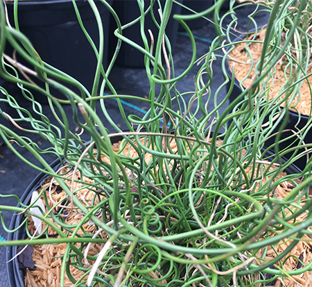 juncus-effusus-big-twister-soft-rush-common-rush