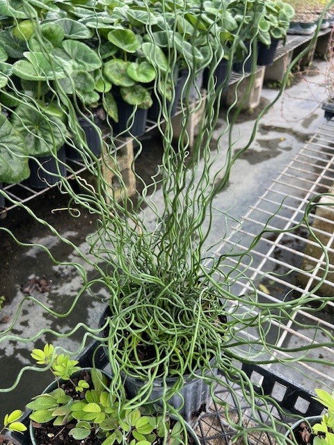 juncus-effusus-big-twister-soft-rush-common-rush
