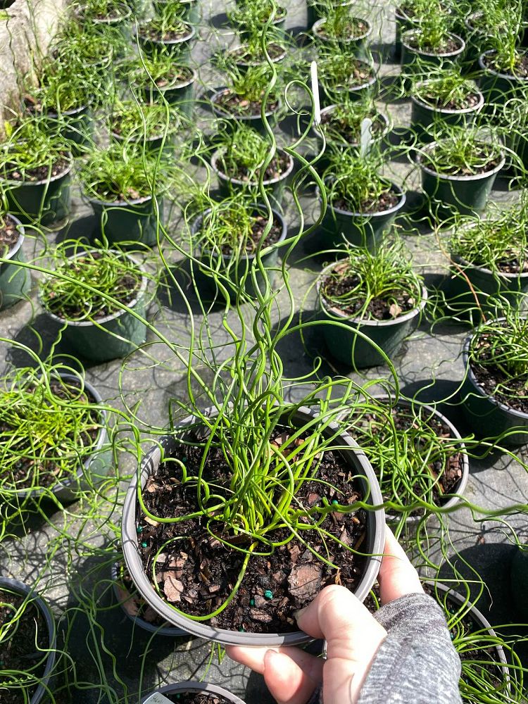 juncus-effusus-f-spiralis-twisted-arrows-corkscrew-rush