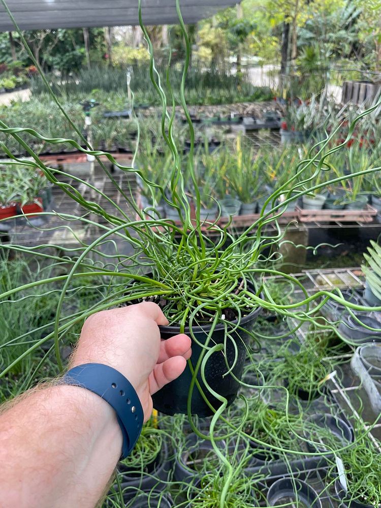 juncus-effusus-f-spiralis-twisted-arrows-corkscrew-rush