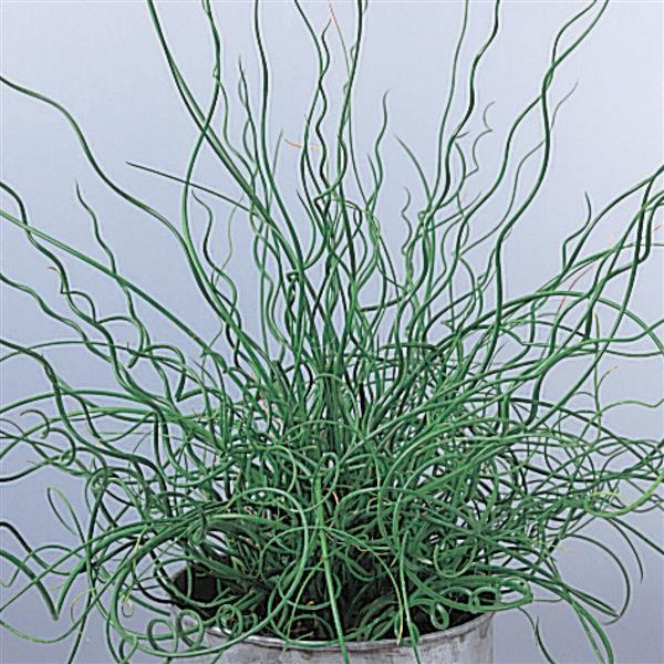 juncus-effusus-f-spiralis-twisted-arrows-corkscrew-rush