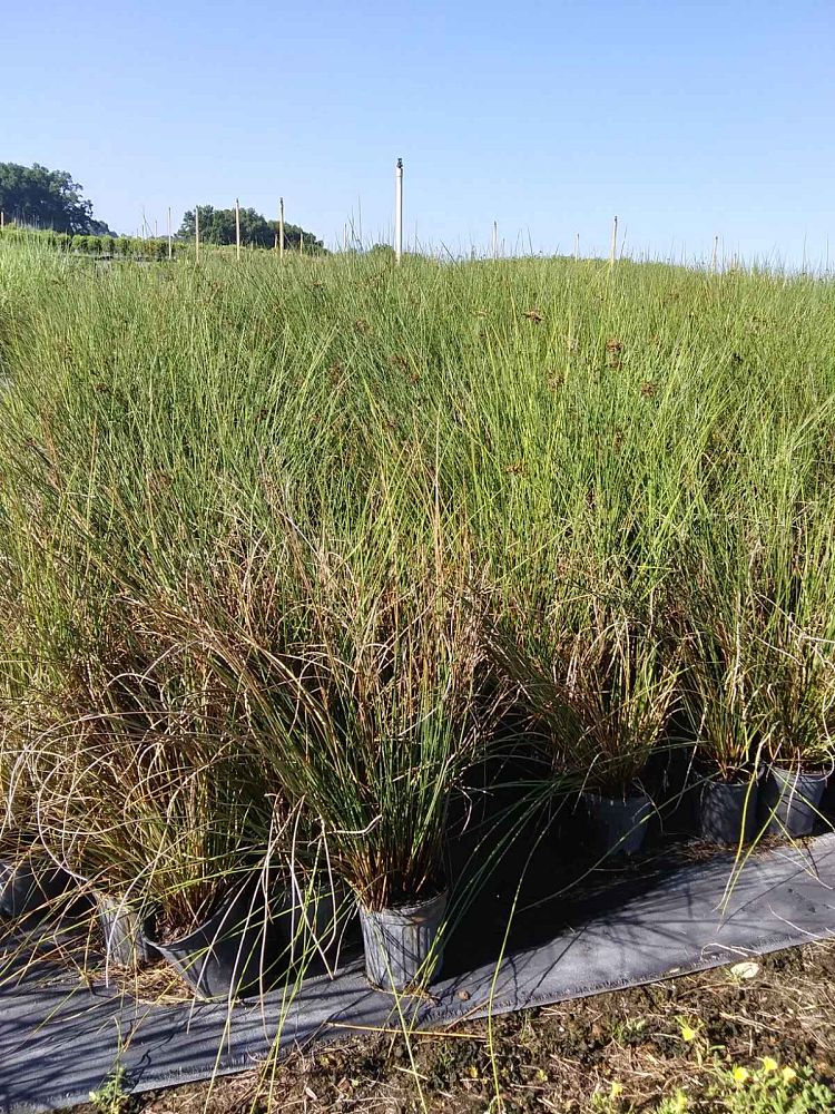 juncus-effusus-soft-rush-common-rush