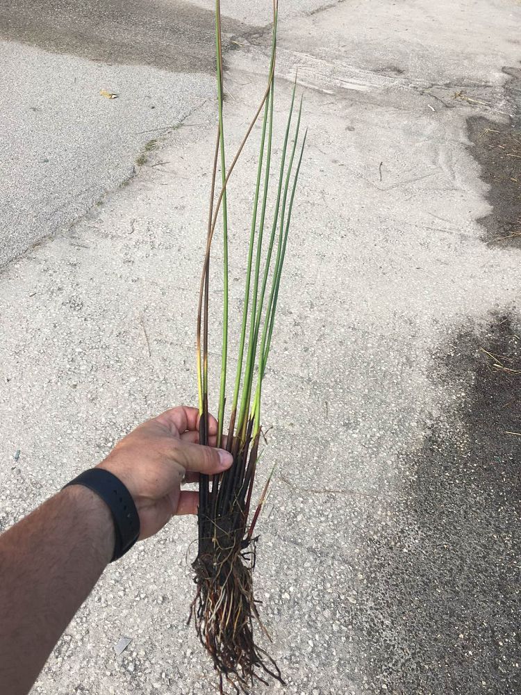 juncus-effusus-soft-rush-common-rush