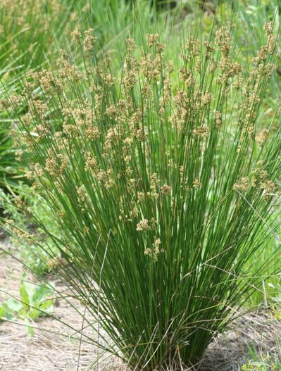 juncus-effusus-soft-rush-common-rush