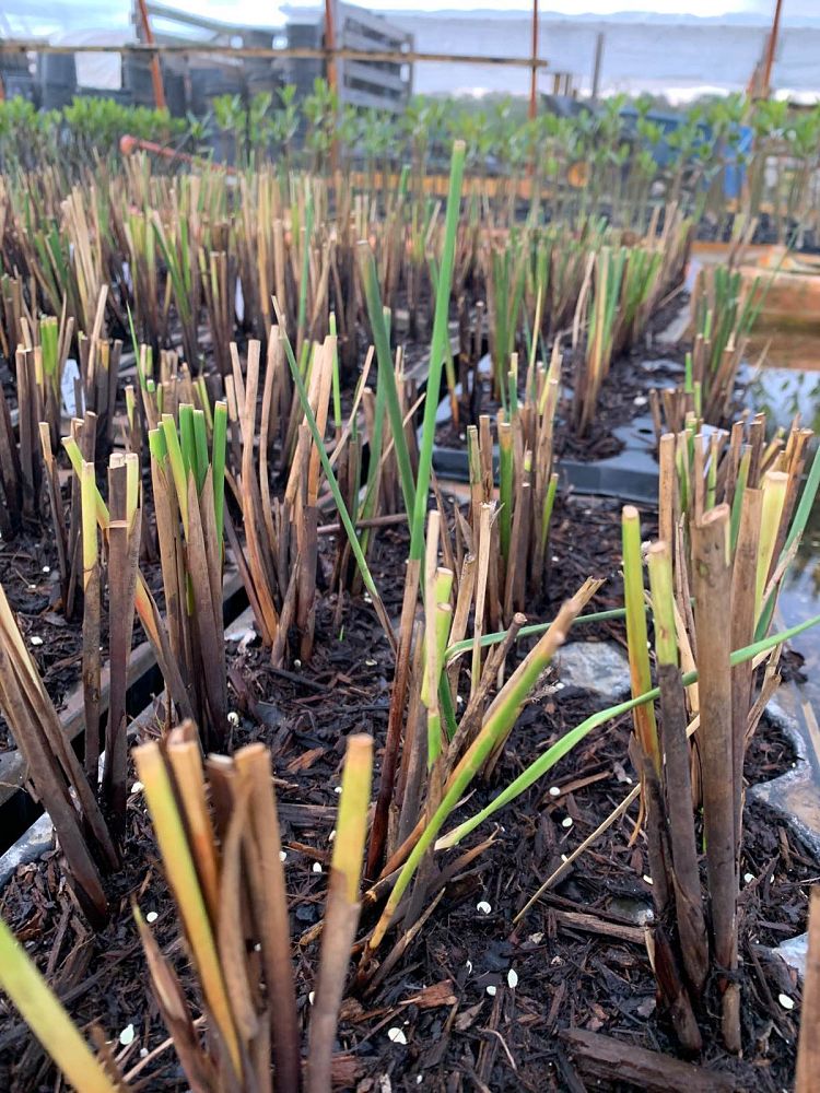 juncus-effusus-soft-rush-common-rush