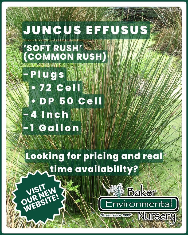 juncus-effusus-soft-rush-common-rush