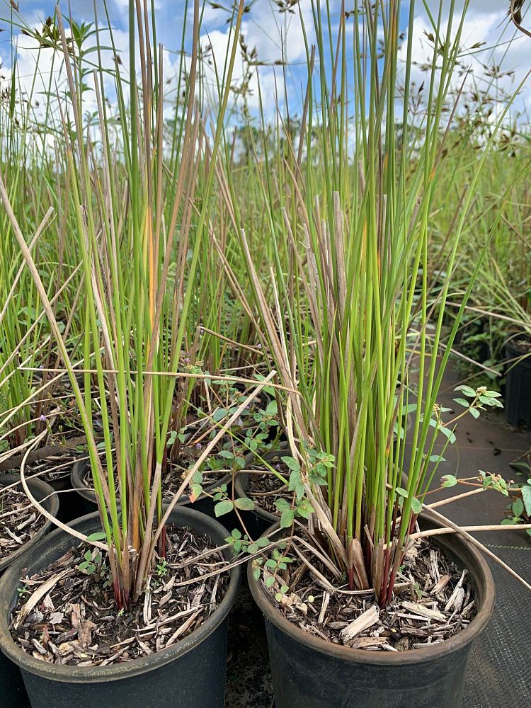 juncus-effusus-soft-rush-common-rush