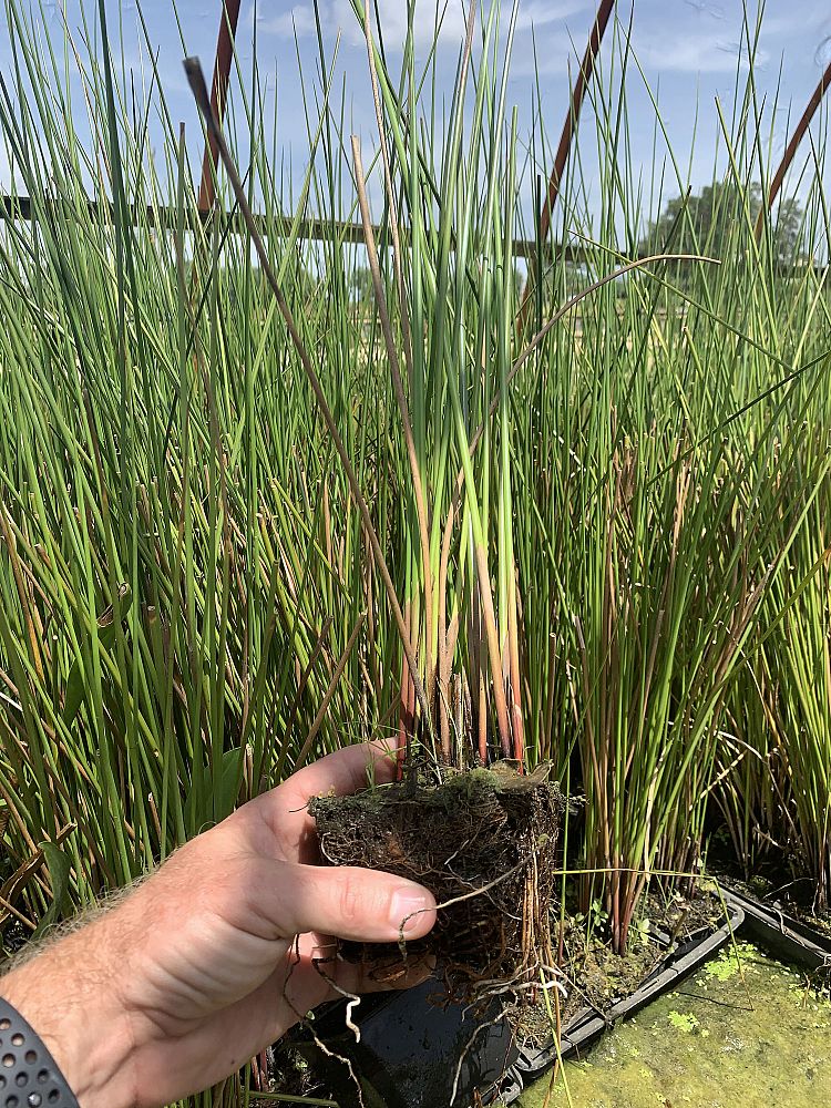 juncus-effusus-soft-rush-common-rush