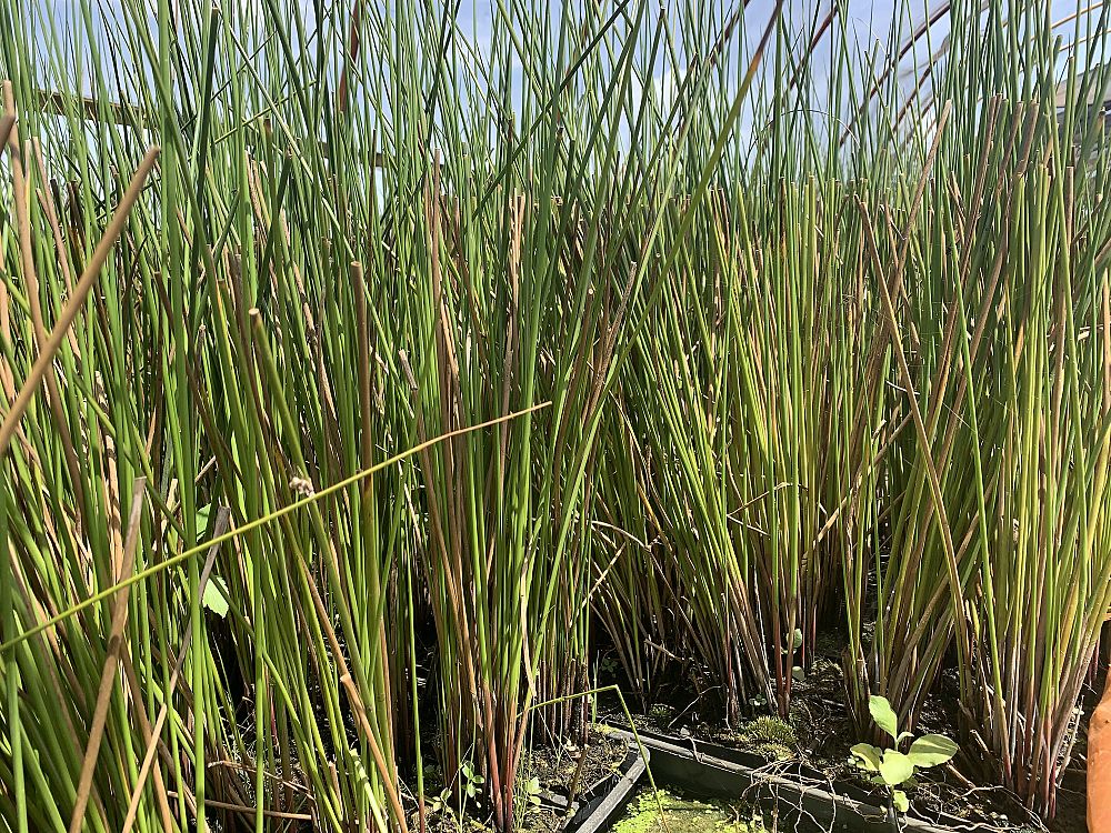 juncus-effusus-soft-rush-common-rush